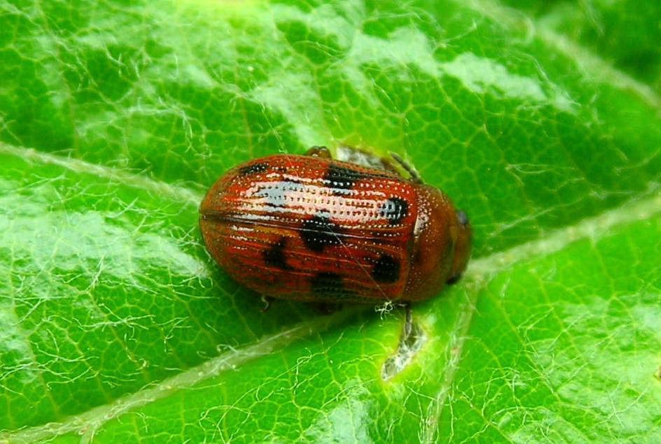 Gonioctena (Goniomena) quinquepunctata (Chrysomelidae)